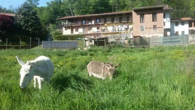 Bed & Breakfast Varionda Chiaverano Bagian luar foto